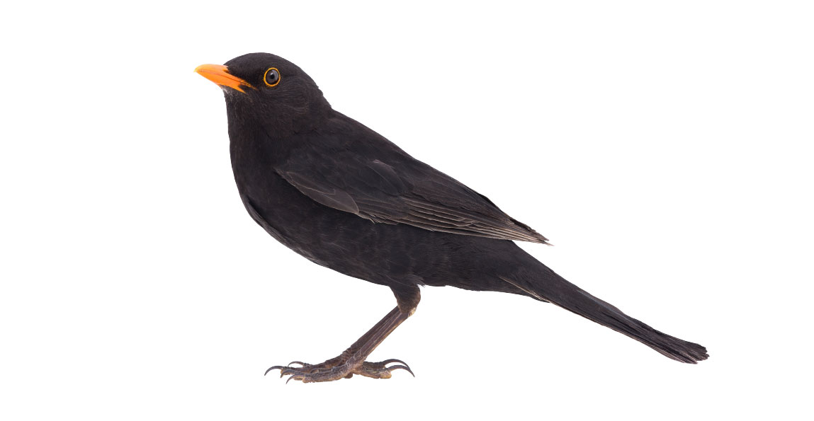 Amsel