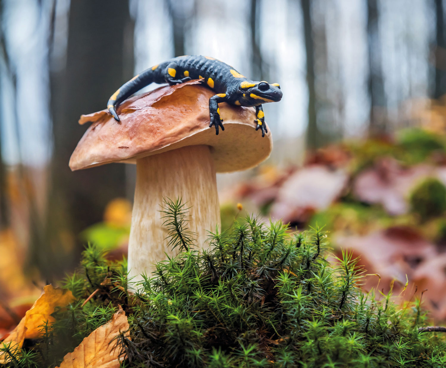 Biodiversität