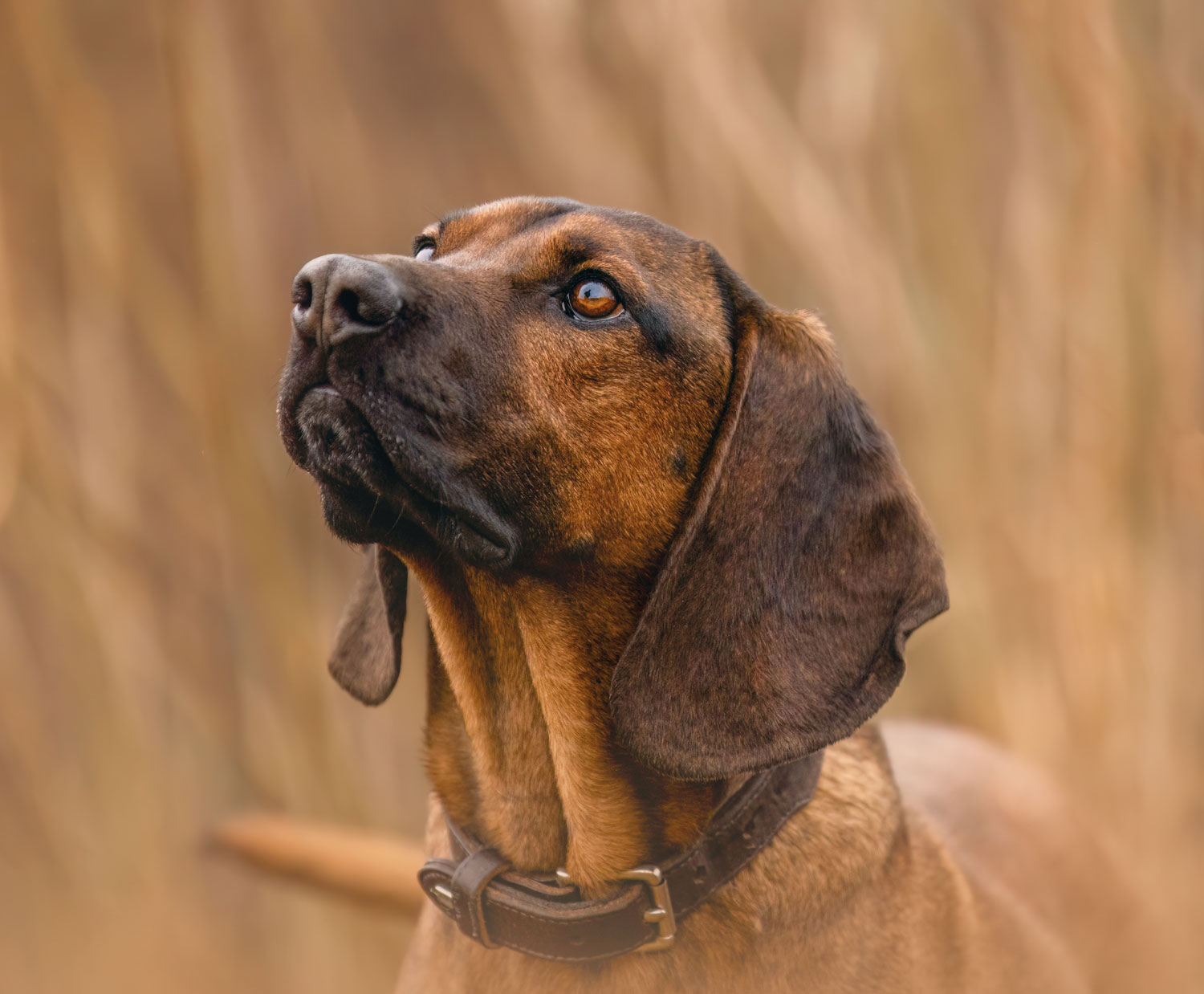 Hundevereine