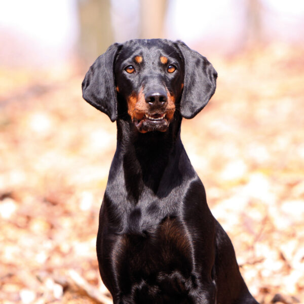 Mitgliedschaft_Brandlbracke Mitgliedschaft Brandlbracke