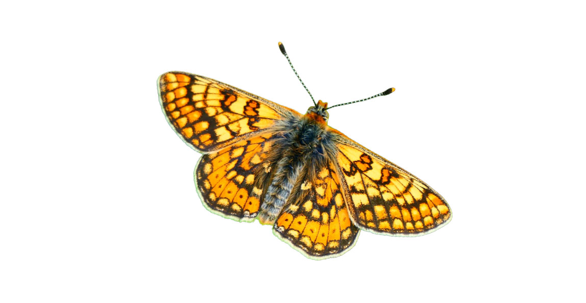 Schmetterling